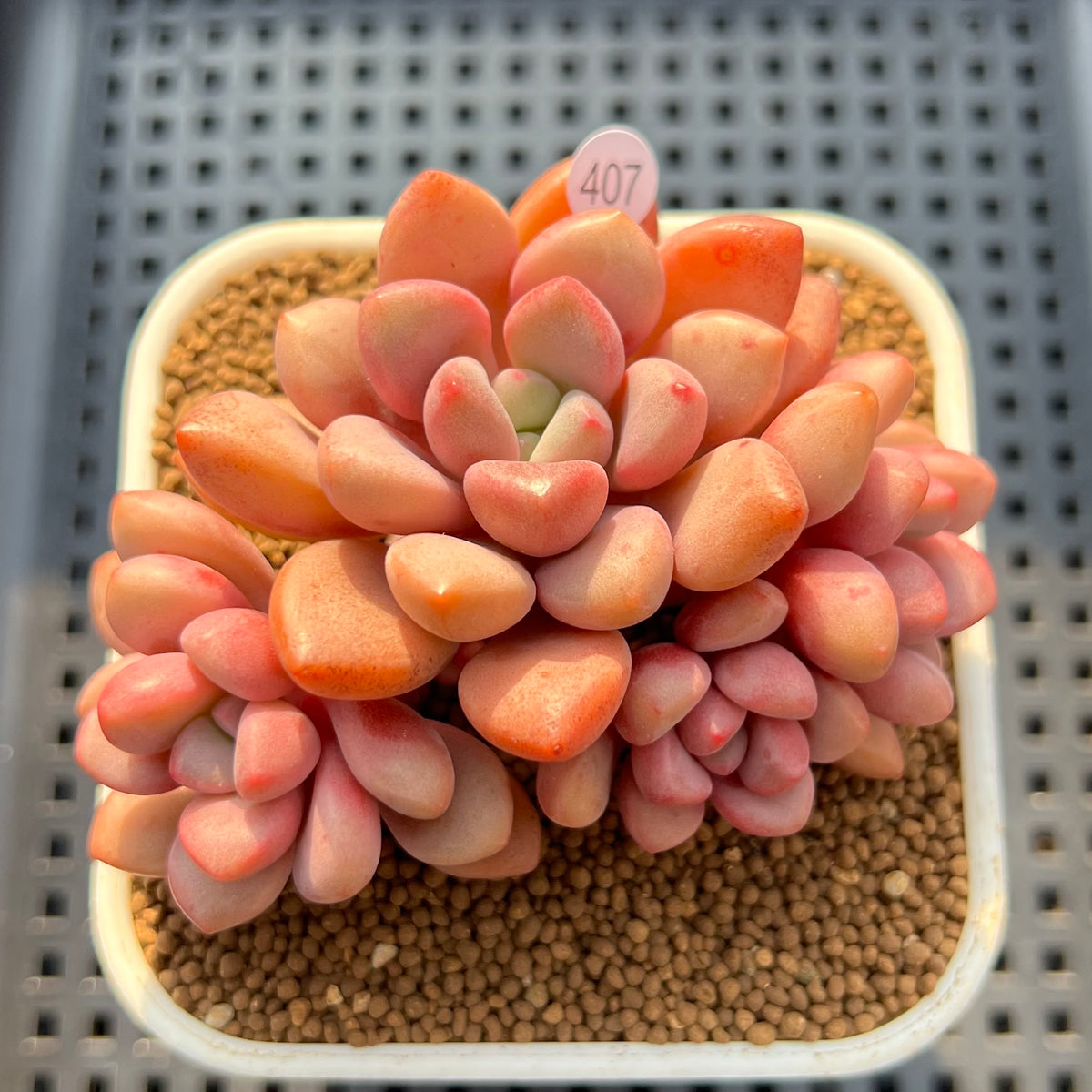 Graptopetalum 'Polari Heart' 2"-3" Cluster Succulent Plant Cutting