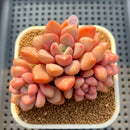 Graptopetalum 'Polari Heart' 2"-3" Cluster Succulent Plant Cutting
