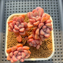 Graptopetalum 'Polari Heart' 2"-3" Cluster Succulent Plant Cutting