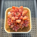 Graptopetalum 'Polari Heart' 2"-3" Cluster Succulent Plant Cutting
