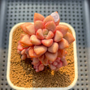Graptopetalum 'Polari Heart' 2"-3" Cluster Succulent Plant Cutting
