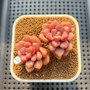 Graptopetalum 'Polari Heart' 2"-3" Cluster Succulent Plant Cutting