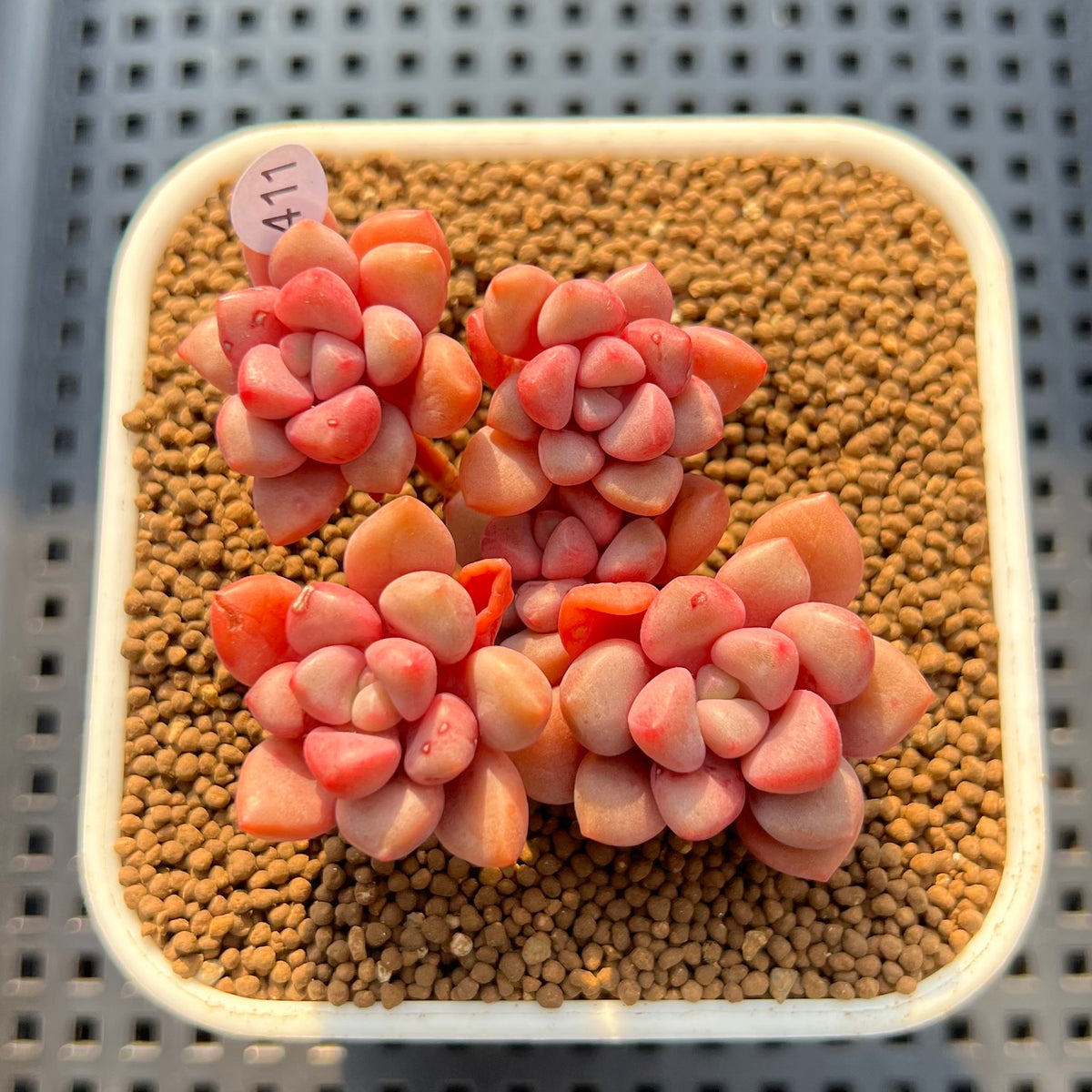 Graptopetalum 'Polari Heart' 2"-3" Cluster Succulent Plant Cutting
