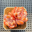 Echeveria 'Sung Young' 2" Succulent Plant Cutting