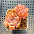 Echeveria 'Sung Young' 2" Succulent Plant Cutting