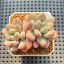 Pachyveria 'Symphony Beauty' 2" Succulent Plant Cutting