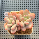 Pachyveria 'Symphony Beauty' 2" Succulent Plant Cutting