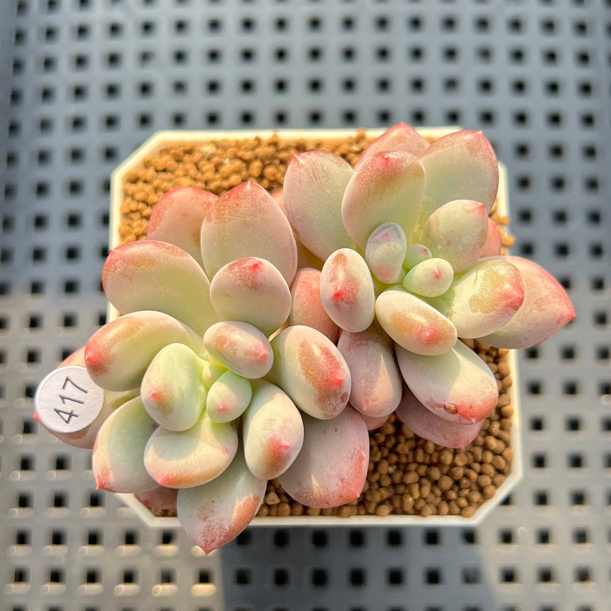 Pachyveria 'Symphony Beauty' 2" Succulent Plant Cutting