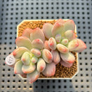 Pachyveria 'Symphony Beauty' 2" Succulent Plant Cutting