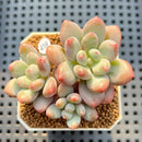 Pachyveria 'Symphony Beauty' 2" Succulent Plant Cutting