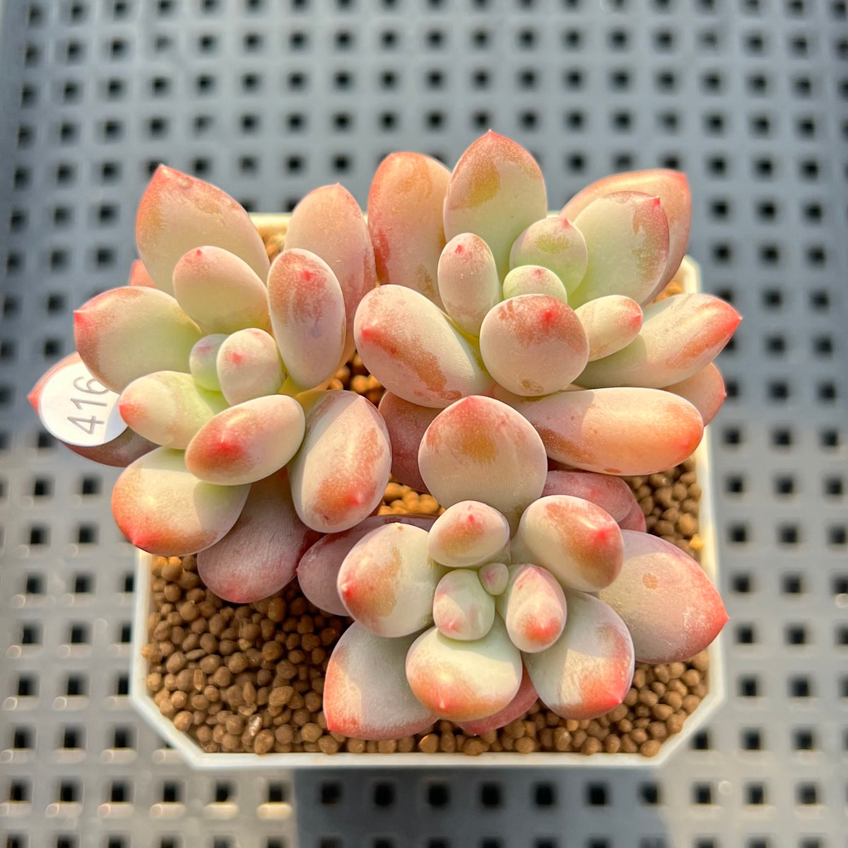 Pachyveria 'Symphony Beauty' 2" Succulent Plant Cutting