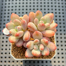 Pachyveria 'Symphony Beauty' 2" Succulent Plant Cutting