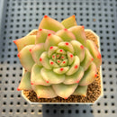 Echeveria Agavoides 'Amestro' Variegated 2" Succulent Plant Cutting