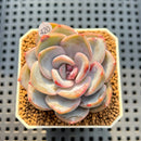 Echeveria 'Pink Panther' 2" Succulent Plant Cutting