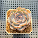 Echeveria 'Pink Panther' 2" Succulent Plant Cutting