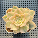 Echeveria 'Anna' Variegated 2" Succulent Plant Cutting