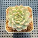 Echeveria 'Tippy' Variegated 1"-2" Succulent Plant Cutting