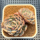 Echeveria 'Clara' 3" Succulent Plant Cutting