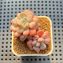 Graptopetalum 'Egret' 2" Succulent Plant Cutting