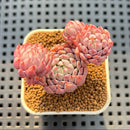 Echeveria 'Chrissy N Ryan' 1"-2” Succulent Plant Cutting