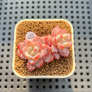 Echeveria 'Werther' 1"-2" Succulent Plant Cutting