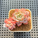 Echeveria 'Werther' 1"-2" Succulent Plant Cutting