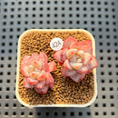 Echeveria 'Werther' 1"-2" Succulent Plant Cutting