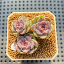 Echeveria 'Boracay' 1"-2" Succulent Plant Cutting