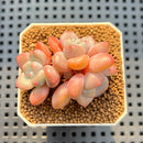 Graptoveria 'Queens Ball' 2"-3" Succulent Plant Cutting