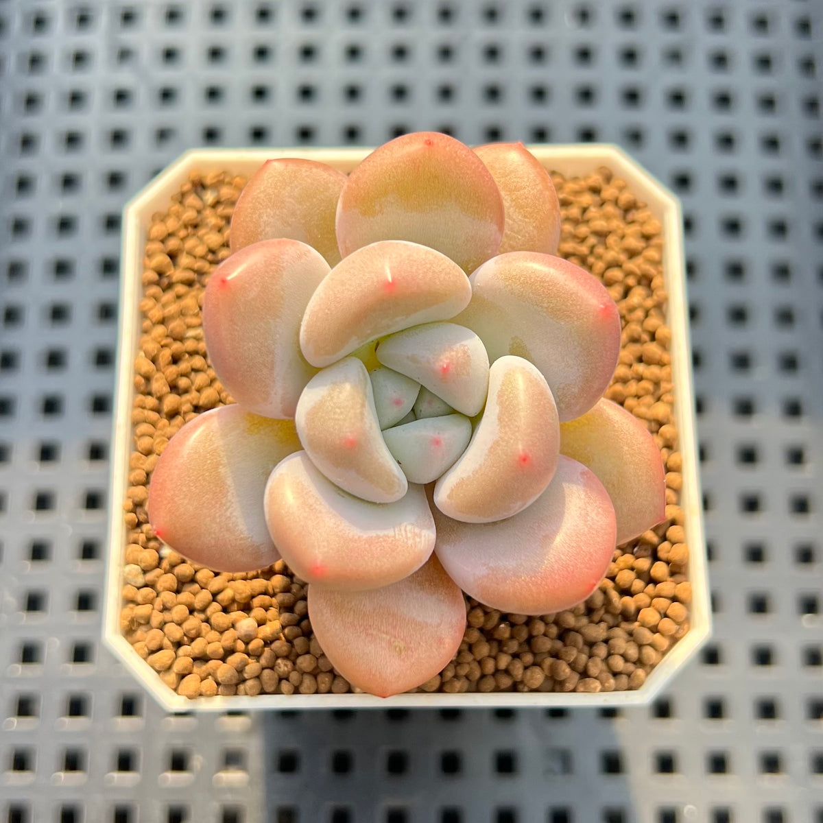 Graptoveria 'Queens Ball' 2" Succulent Plant Cutting