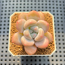 Graptoveria 'Queens Ball' 2" Succulent Plant Cutting