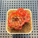 Echeveria 'Hollys' 2" Succulent Plant Cutting