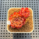 Echeveria 'Hollys' 2" Succulent Plant Cutting