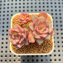 Echeveria 'Wiz Beauty' 1" Succulent Plant Cutting