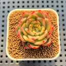 Echeveria Agavoides 'Starlight Ebony' Variegated 1" Succulent Plant Cutting