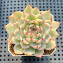 Echeveria Chihuahuaensis Variegated 2" Succulent Plant Cutting