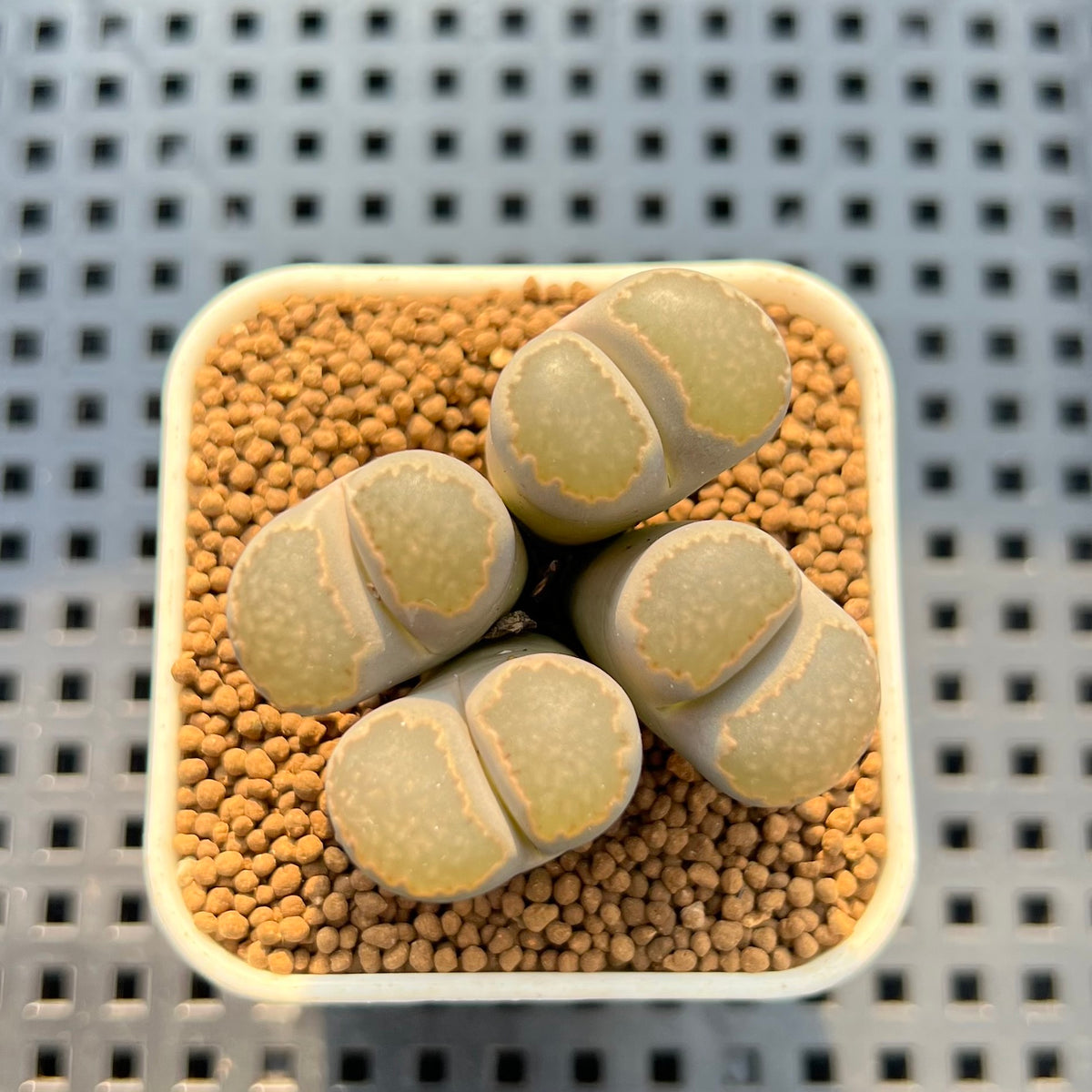 Lithops sp. Cluster 2" Succulent Plant Cutting
