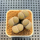Lithops sp. Cluster 2" Succulent Plant Cutting