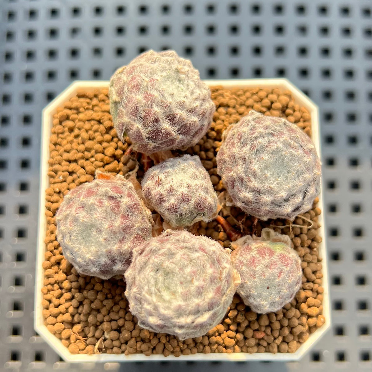 Echeveria 'Coconut Kiss' 1"-2" Setosa Hybrid Succulent Plant Cutting