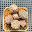 Echeveria 'Coconut Kiss' 1"-2" Setosa Hybrid Succulent Plant Cutting