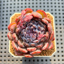 Echeveria 'Gemstone' 2" Succulent Plant Cutting