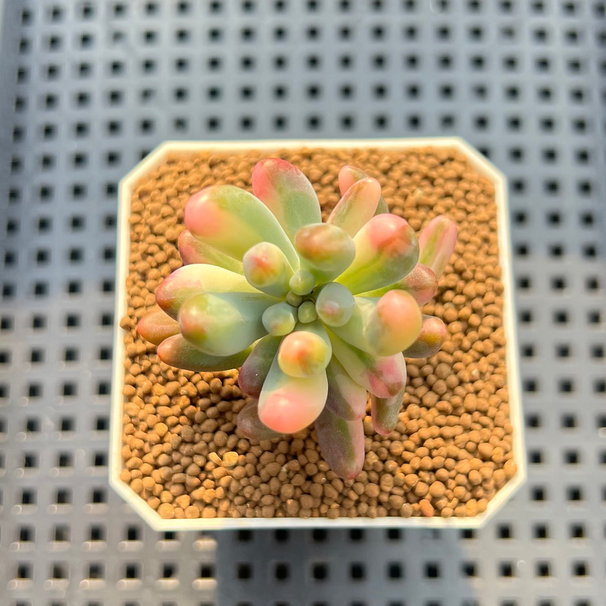 Sedum Pachyphyllum Variegated 1"-2" Succulent Plant Cutting