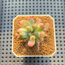 Sedum Pachyphyllum Variegated 1"-2" Succulent Plant Cutting