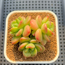 Echeveria 'Spicy Cherry' 2"-3" New Hybrid Succulent Plant Cutting