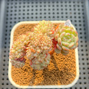 Echeveria 'White Farm' Crested 2"-3" Succulent Plant Cutting