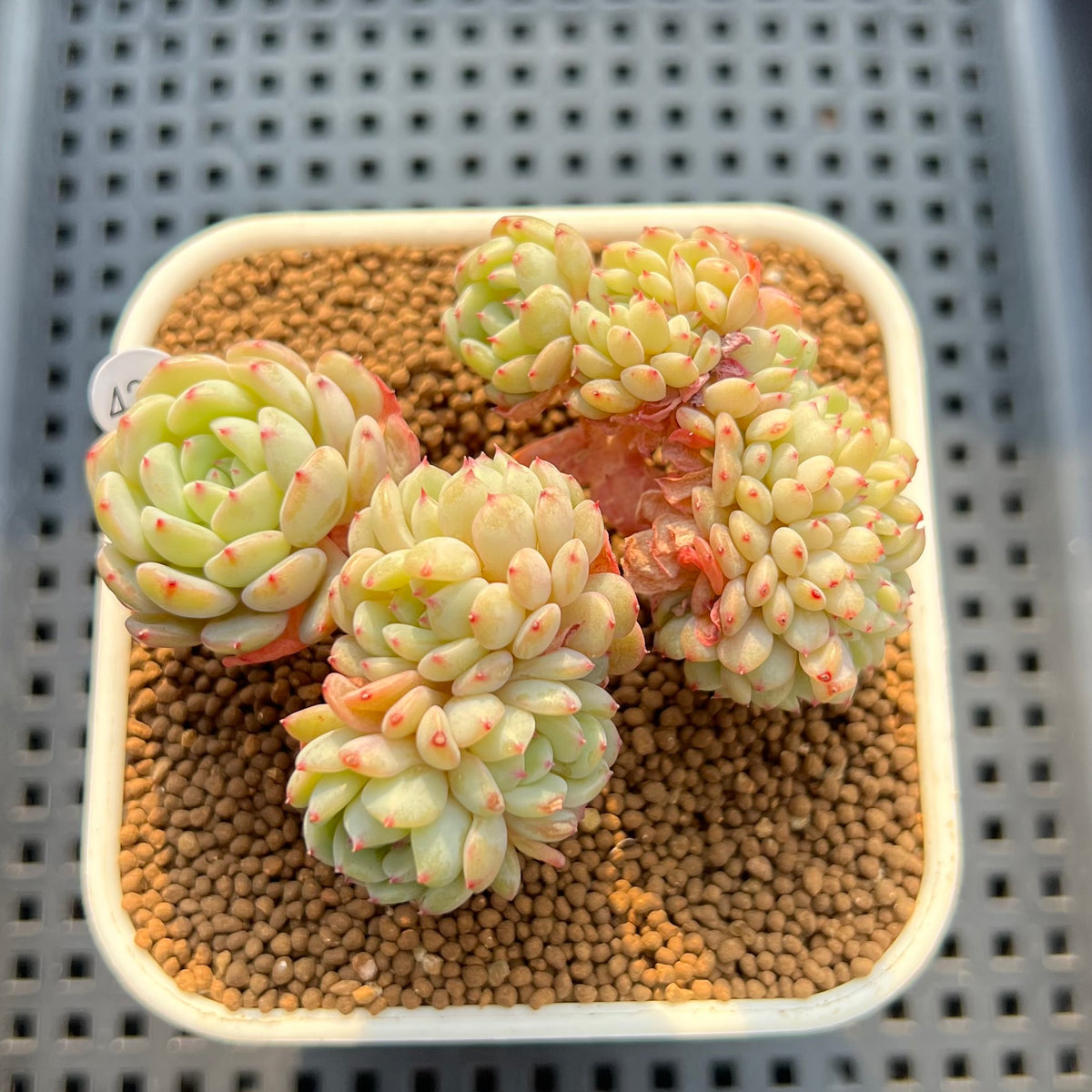 Echeveria 'White Farm' Crested 2"-3" Succulent Plant Cutting