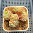 Echeveria 'White Farm' Crested 2"-3" Succulent Plant Cutting