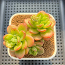 Echeveria 'Spicy Cherry' 2"-3" New Hybrid Succulent Plant Cutting