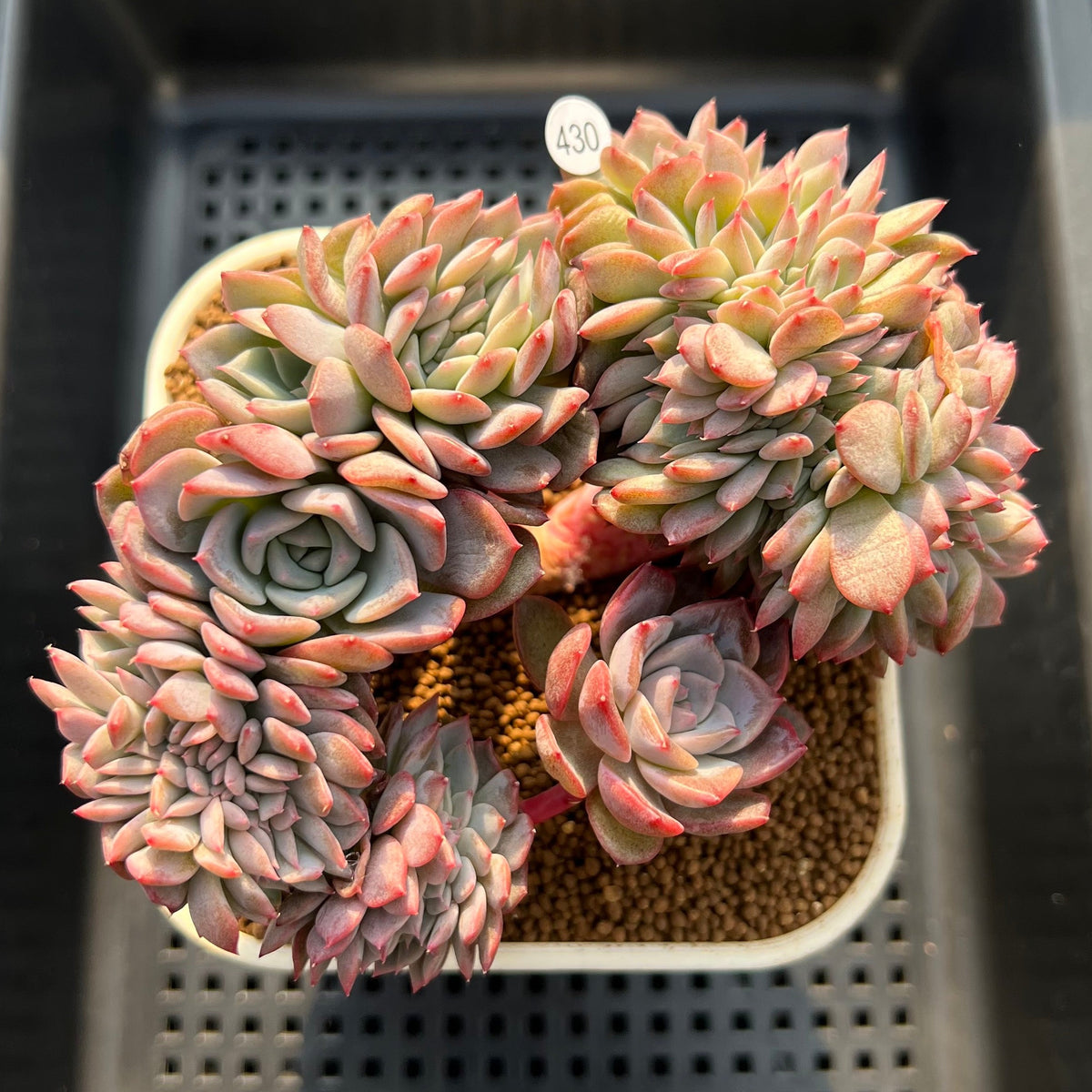 Echeveria 'Pumpkin' Crested 4" Succulent Plant Cutting
