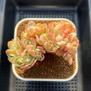 Echeveria 'Peach Pride' Crested 3" Succulent Plant Cutting